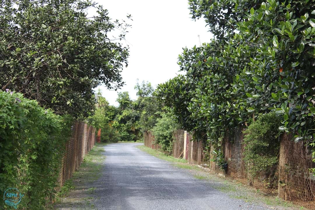 Đường đi làng bưởi Tân Triều