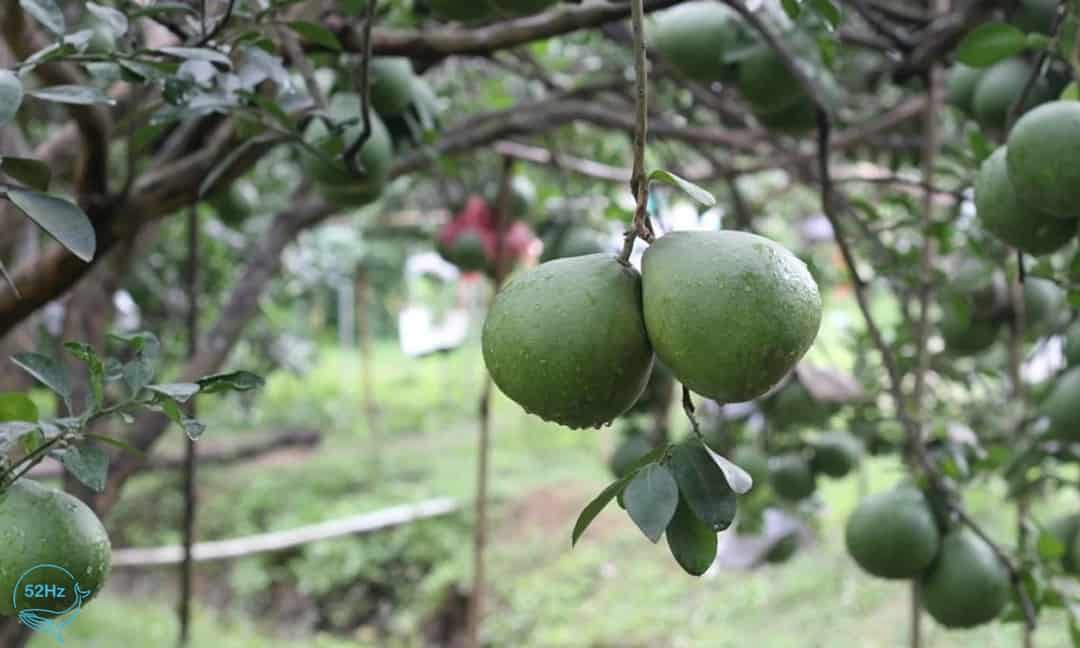 Bưởi Tân Triều đặc trưng vỏ xanh