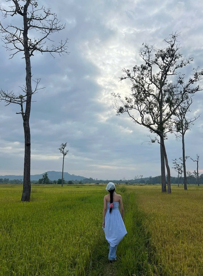 Cánh đồng lúa tại làng Tà Lài