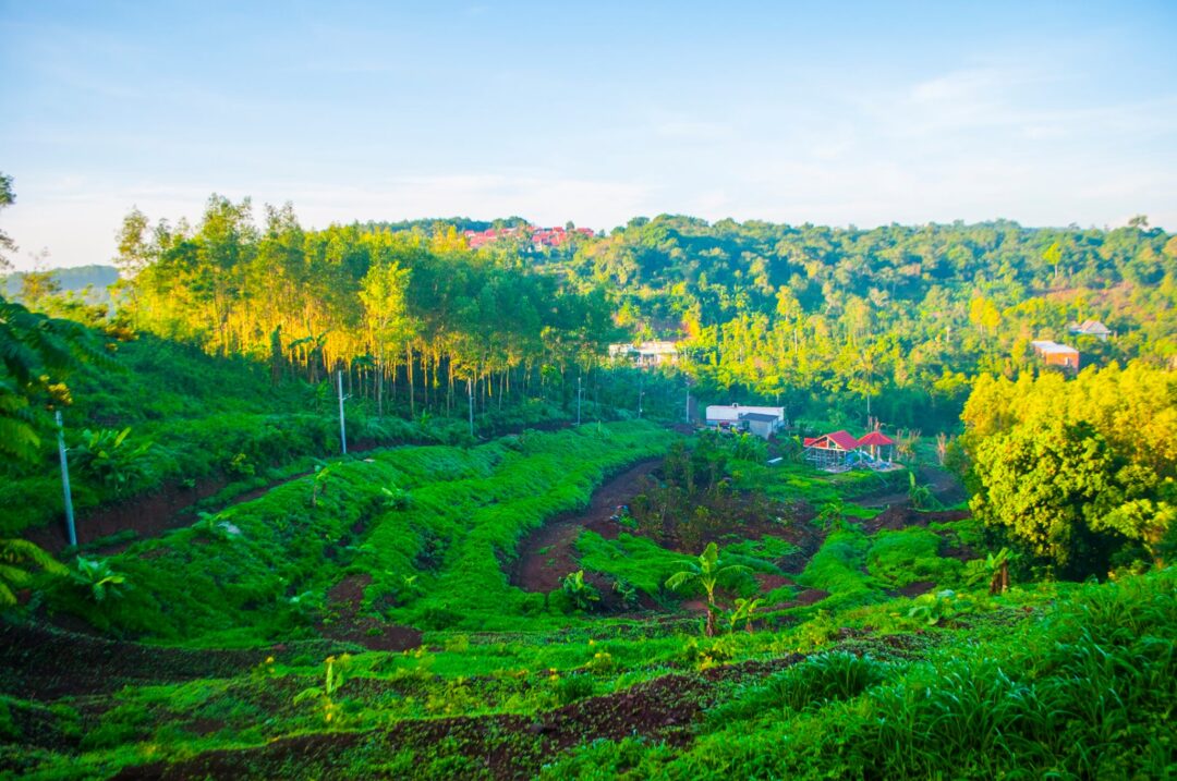 Đồi Hoa Vàng Long Khánh
