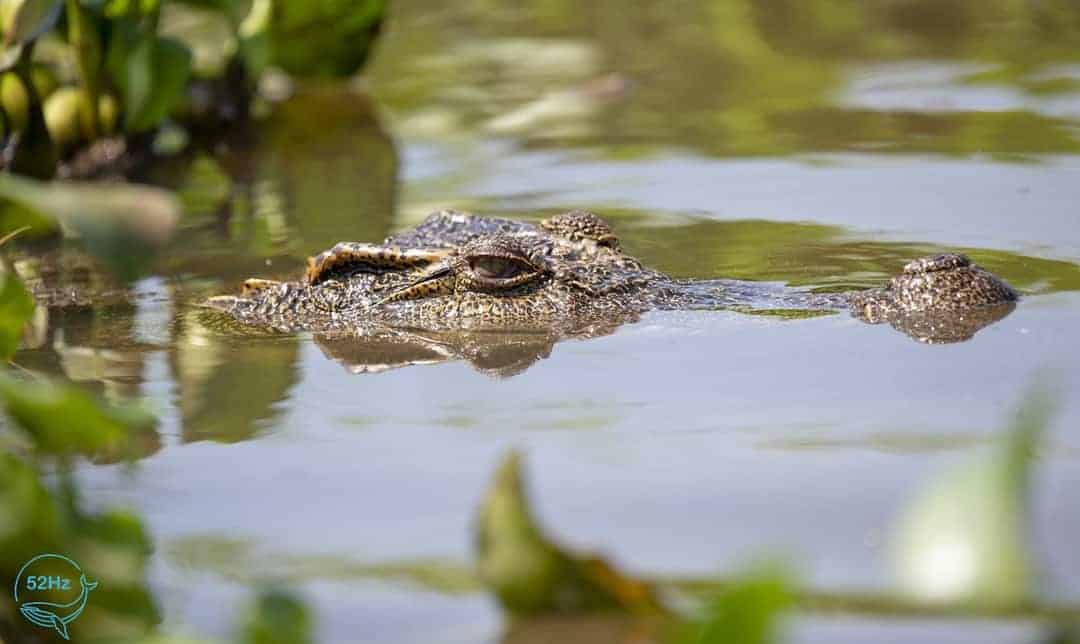 Khung cảnh Bàu Sấu Cát Tiên