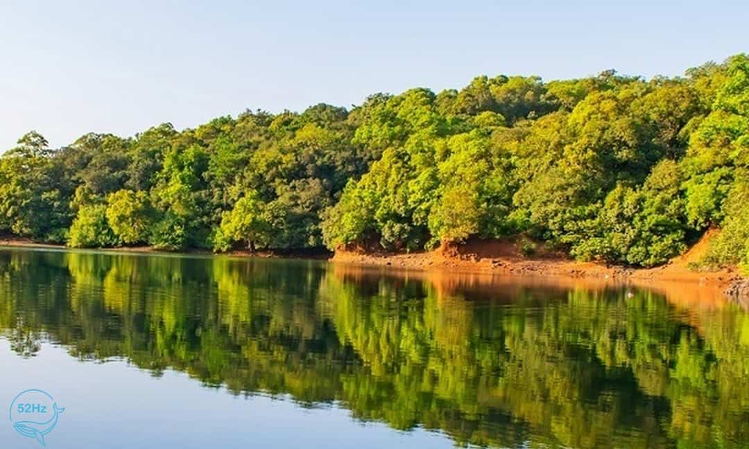 Bàu Sấu Vườn Quốc Gia Cát Tiên