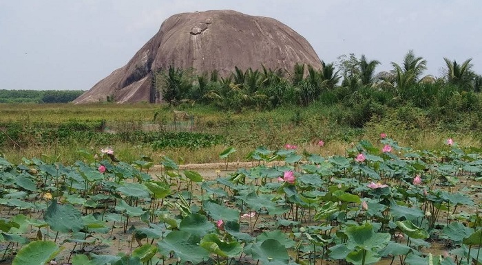 Đầm sen gần Đá Chữ Thập