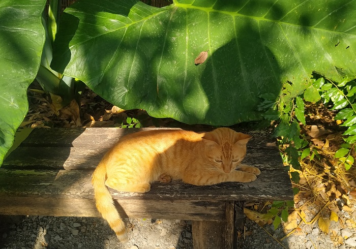 Không gian miệt vườn Dốc Mơ