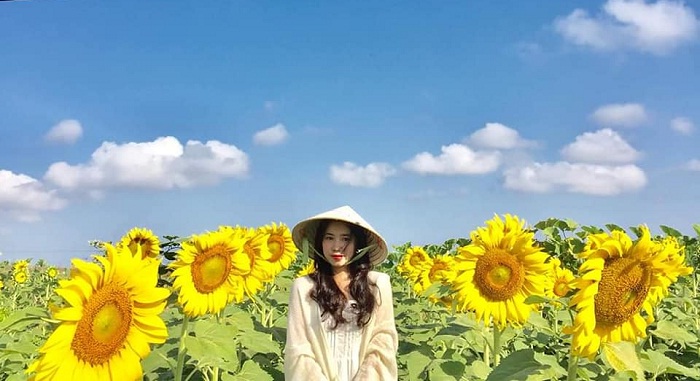 Du khách chụp ảnh tại đồi hoa mặt trời