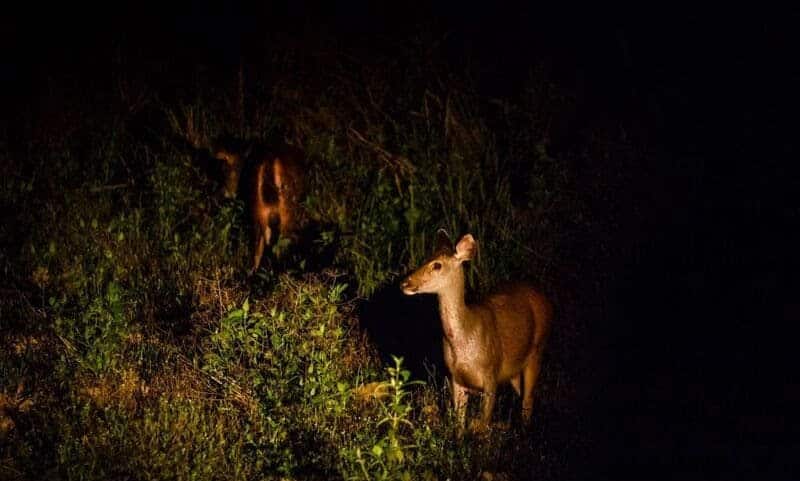 Động vật Nam Cát Tiên