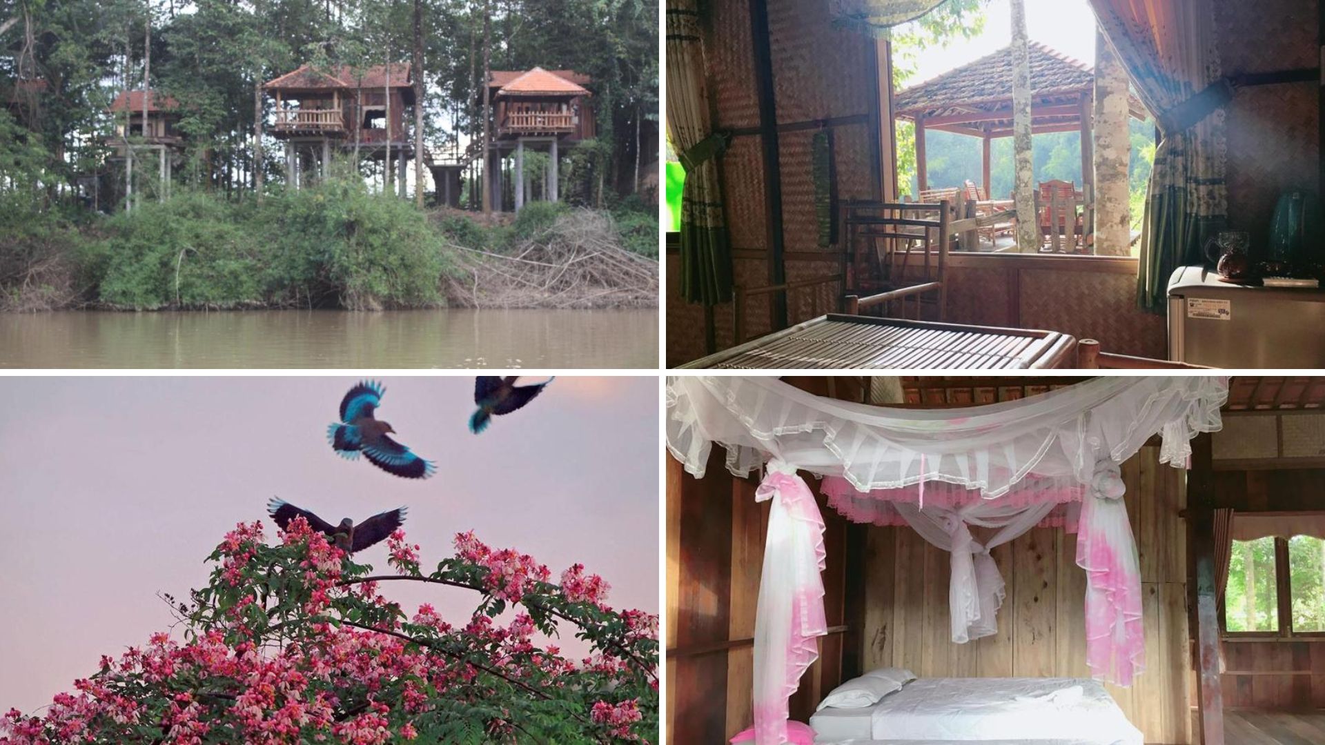 Paradise on the Tree