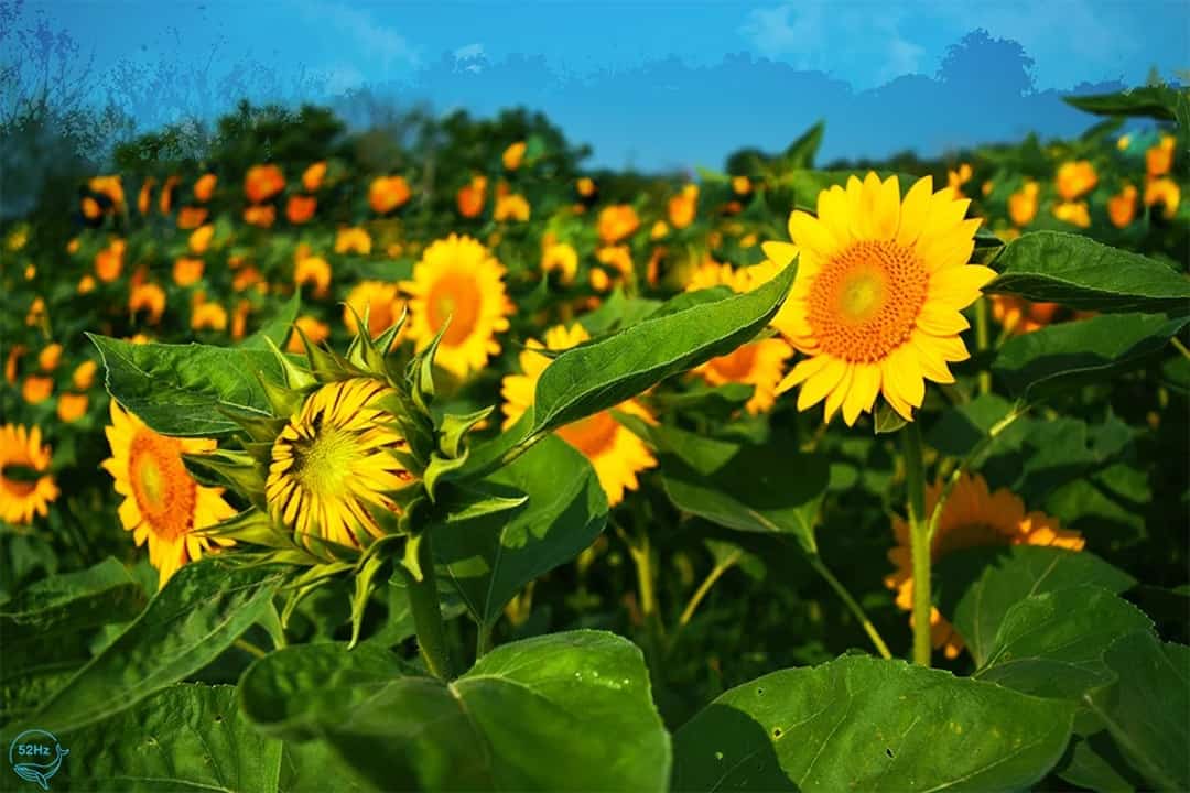 Vườn hoa hướng dương Suối Mơ