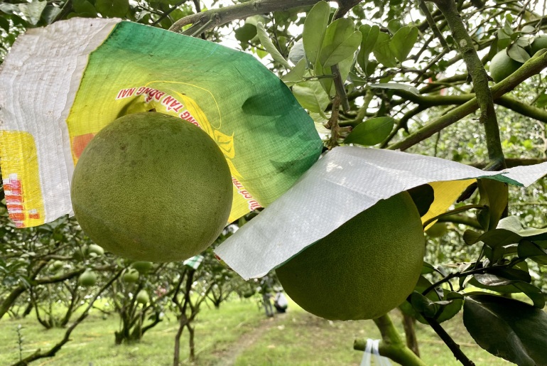 Múi bưởi Tân Triều mọng nước