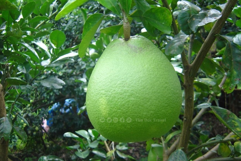 Du lịch làng bưởi Tân Triều