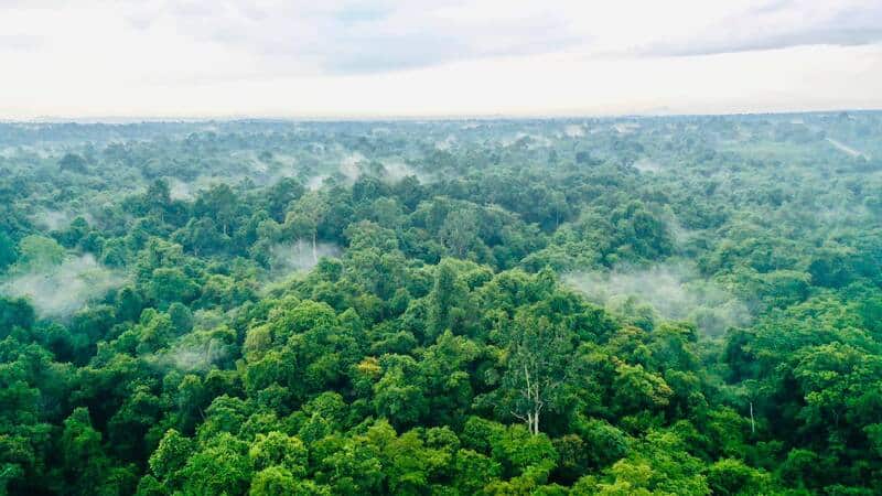 Rừng Mã Đà xanh mát