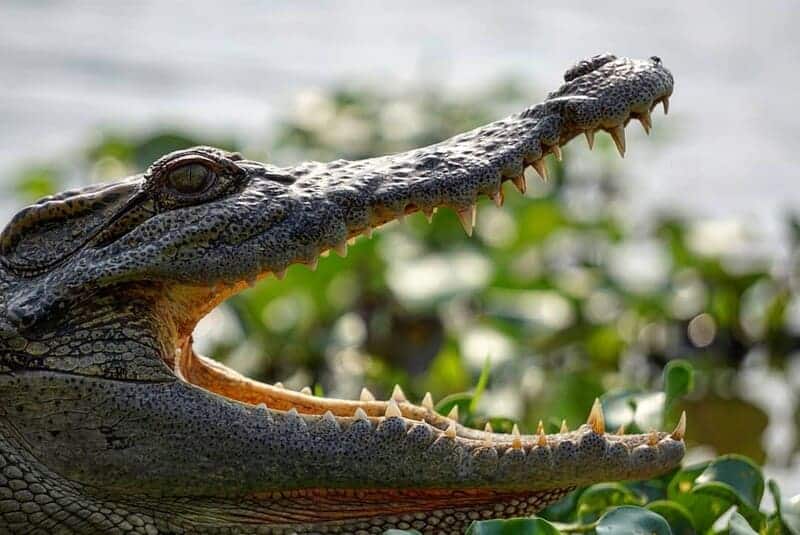 Bàu Sấu Nam Cát Tiên