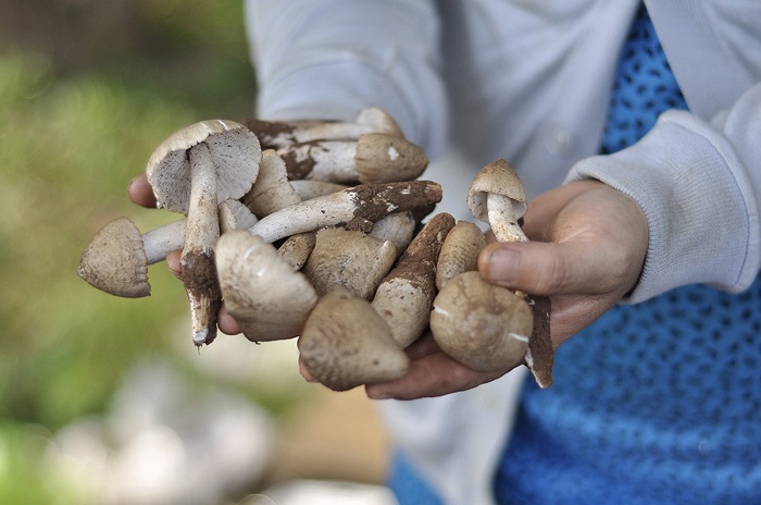 Nấm mối Đồng Nai