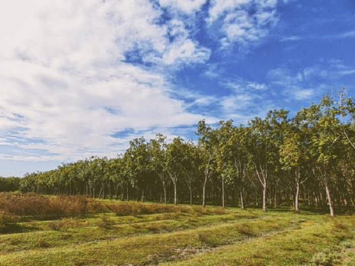 rừng cao su thay lá tại Đồng Nai