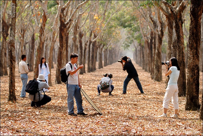đường rừng cao su Đồng Nai
