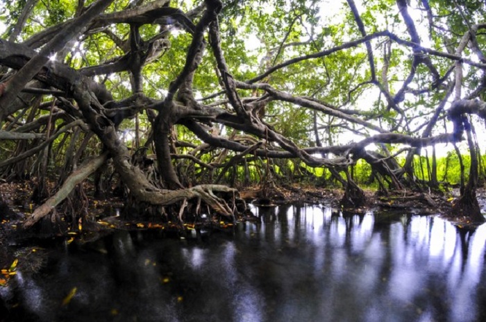 Khu vực Tà Lài Đồng Nai