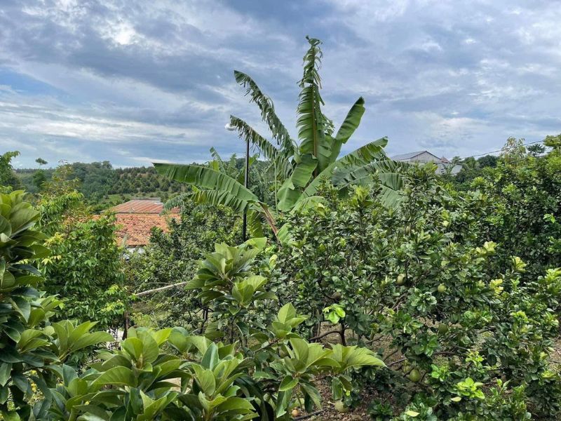 Vườn trái cây Út Tiêu